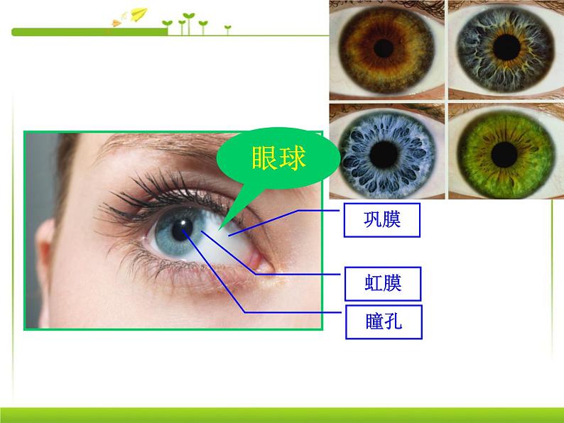 人教版七下生物 6.1人体对外界环境的感知  课件第7页