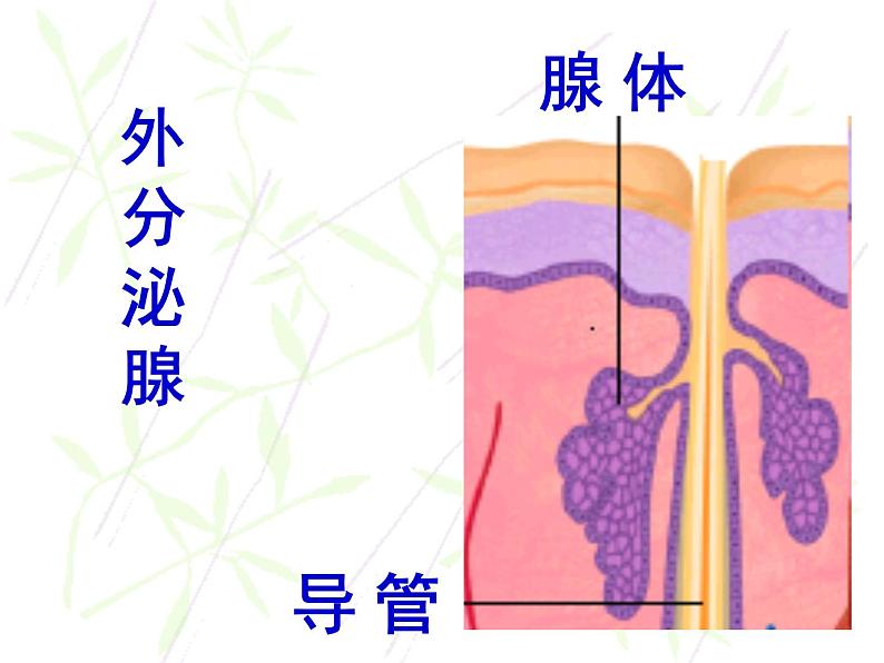 人教版七下生物 6.4激素调节  课件第5页