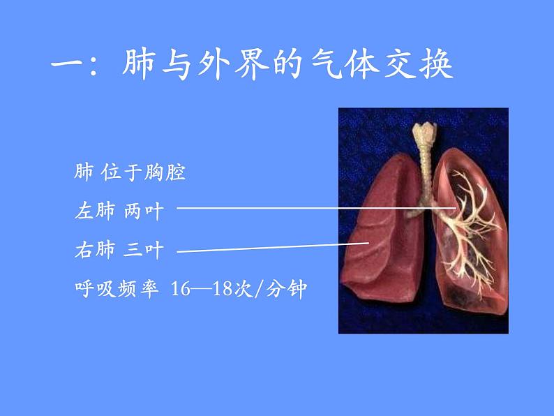 人教版七下生物 3.2发生在肺内的气体交换  课件第3页