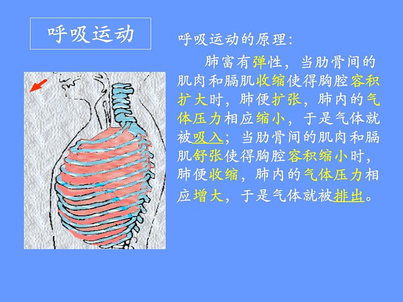 人教版七下生物 3.2发生在肺内的气体交换  课件第4页