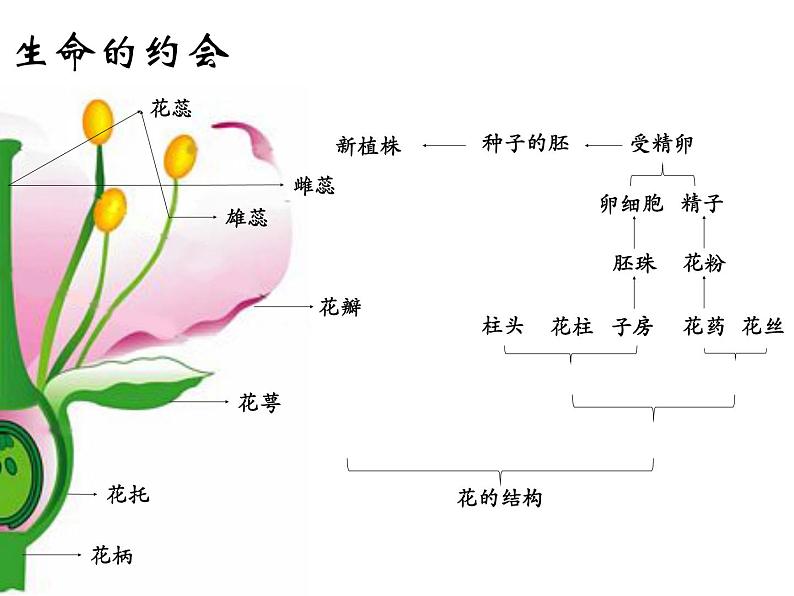 人教版八下生物  7.1.1植物的生殖 课件04