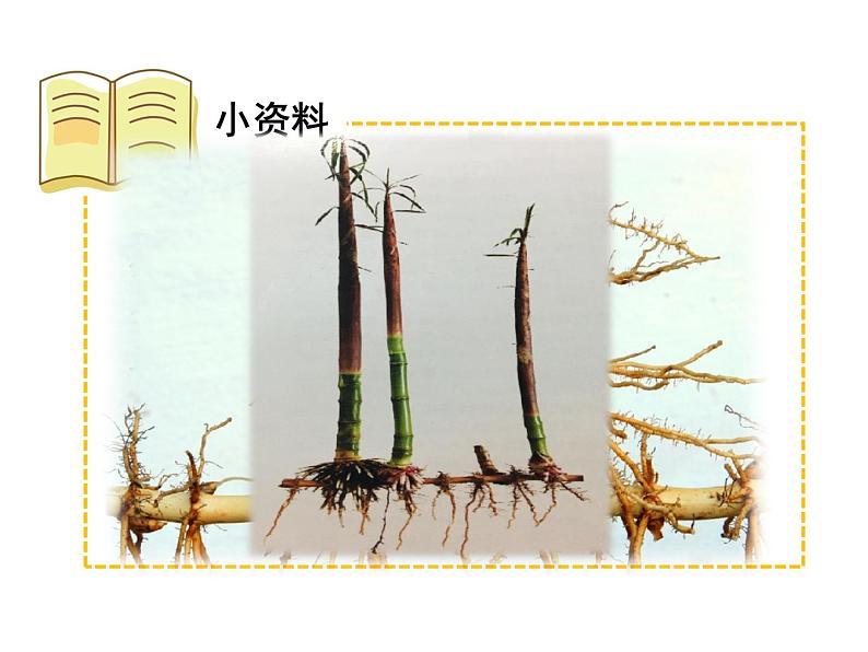 人教版八下生物  7.1.1植物的生殖 课件06