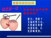 人教版八下生物  7.1.4鸟的生殖和发育 课件
