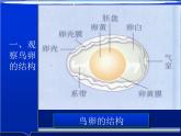 人教版八下生物  7.1.4鸟的生殖和发育 课件