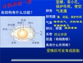 人教版八下生物  7.1.4鸟的生殖和发育 课件
