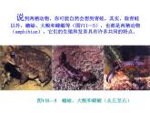 人教版八下生物  7.1.3两栖动物的生殖和发育 课件