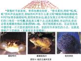 人教版八下生物  7.1.3两栖动物的生殖和发育 课件