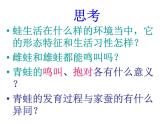 人教版八下生物  7.1.3两栖动物的生殖和发育 课件