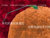 人教版八下生物  7.2.2基因在亲子代间的传递 课件