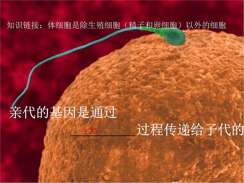 人教版八下生物  7.2.2基因在亲子代间的传递 课件第4页