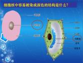 人教版八下生物  7.2.2基因在亲子代间的传递 课件