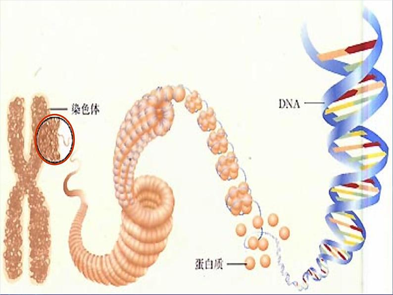 人教版八下生物  7.2.2基因在亲子代间的传递 课件第6页