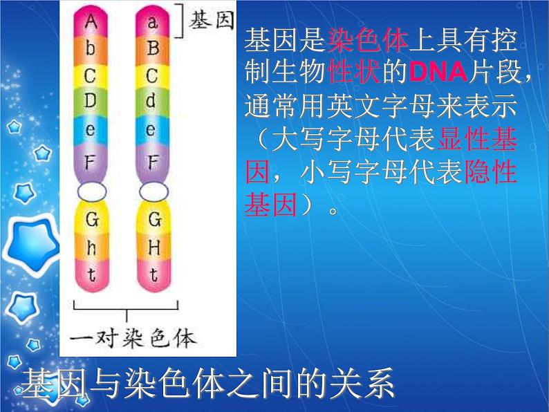 人教版八下生物  7.2.2基因在亲子代间的传递 课件第8页