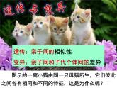 人教版八下生物  7.2.1基因控制生物的性状 课件