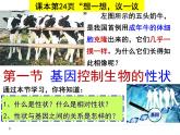 人教版八下生物  7.2.1基因控制生物的性状 课件