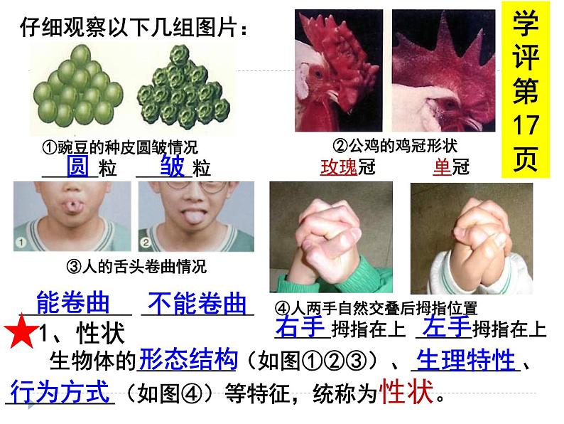 人教版八下生物  7.2.1基因控制生物的性状 课件07