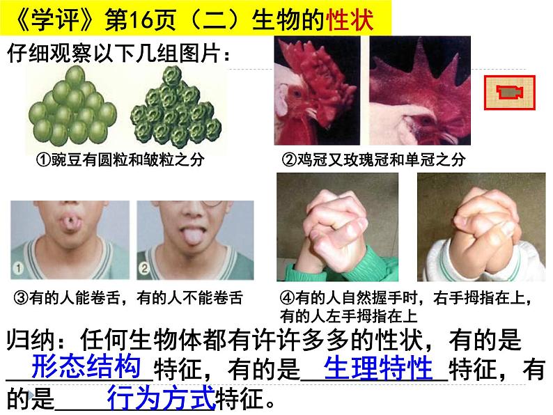 人教版八下生物  7.2.1基因控制生物的性状 课件08