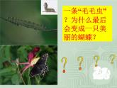 人教版八下生物  7.1.2昆虫的生殖和发育 课件