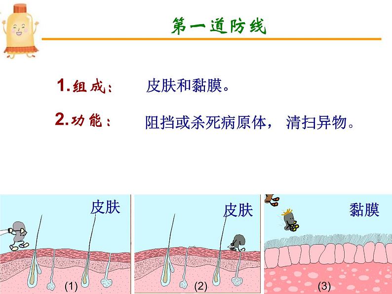 人教版八下生物  8.1.2免疫与计划免疫 课件07