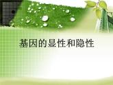 人教版八下生物  7.2.3基因的显性和隐性 课件