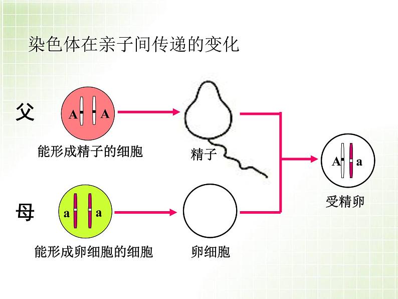 人教版八下生物  7.2.3基因的显性和隐性 课件03