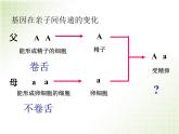 人教版八下生物  7.2.3基因的显性和隐性 课件