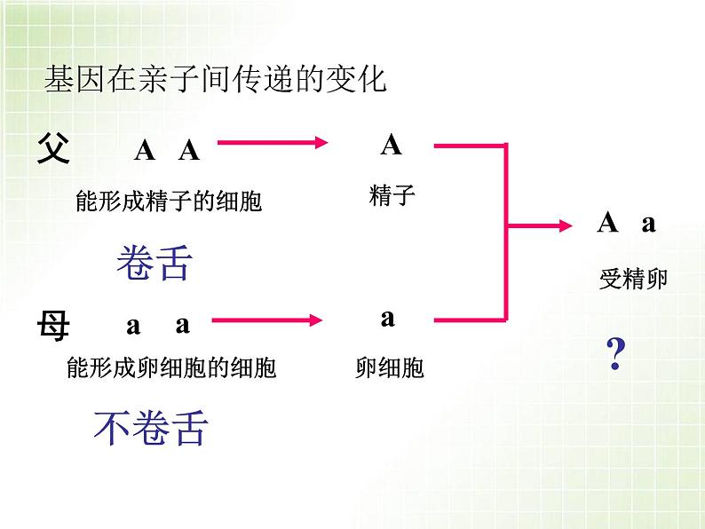 人教版八下生物  7.2.3基因的显性和隐性 课件04