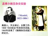 人教版八下生物  7.2.3基因的显性和隐性 课件