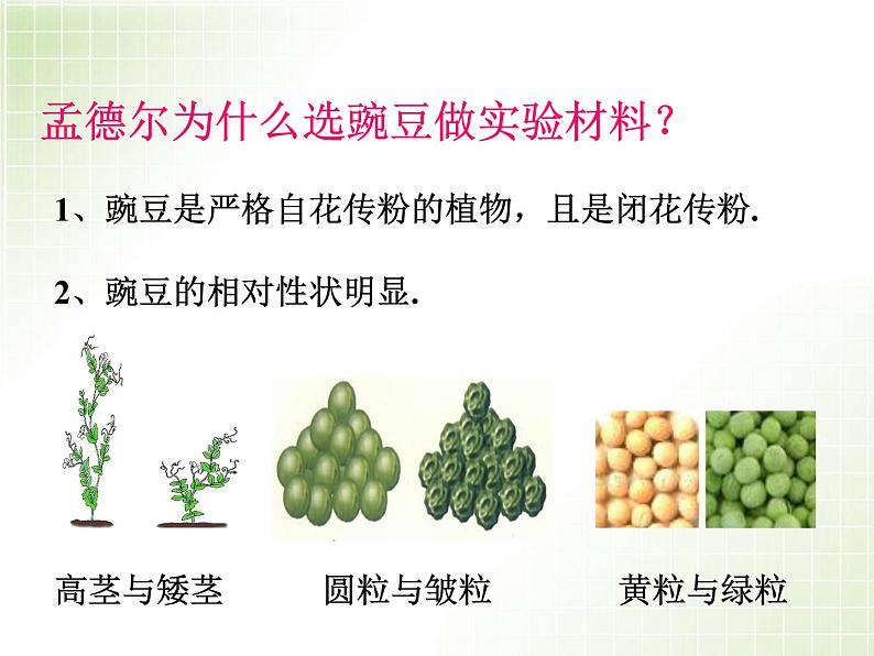 人教版八下生物  7.2.3基因的显性和隐性 课件07