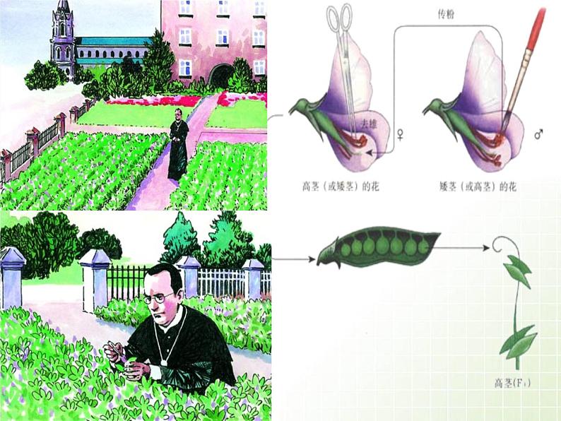 人教版八下生物  7.2.3基因的显性和隐性 课件08