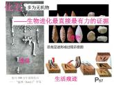 人教版八下生物  7.3.2生物进化的历程 课件
