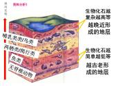 人教版八下生物  7.3.2生物进化的历程 课件