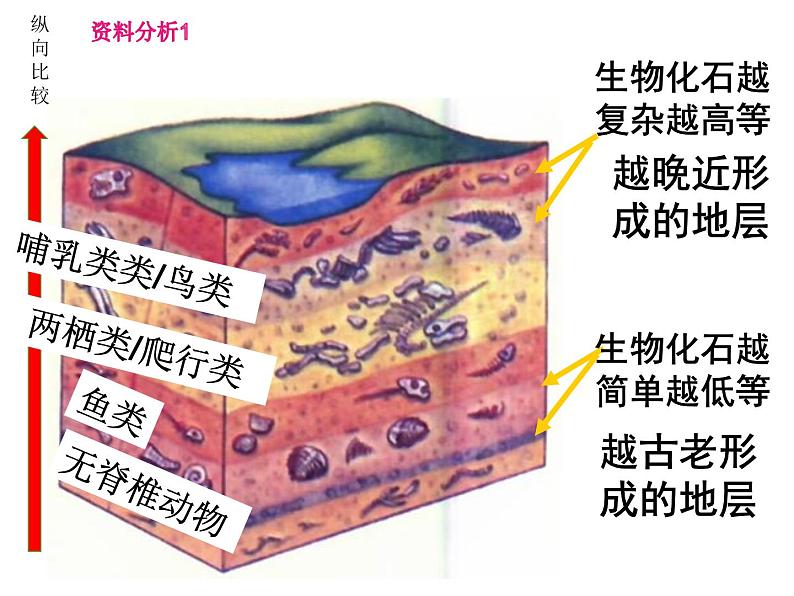 人教版八下生物  7.3.2生物进化的历程 课件04