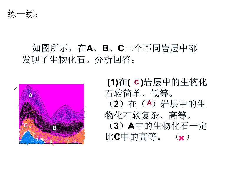 人教版八下生物  7.3.2生物进化的历程 课件05