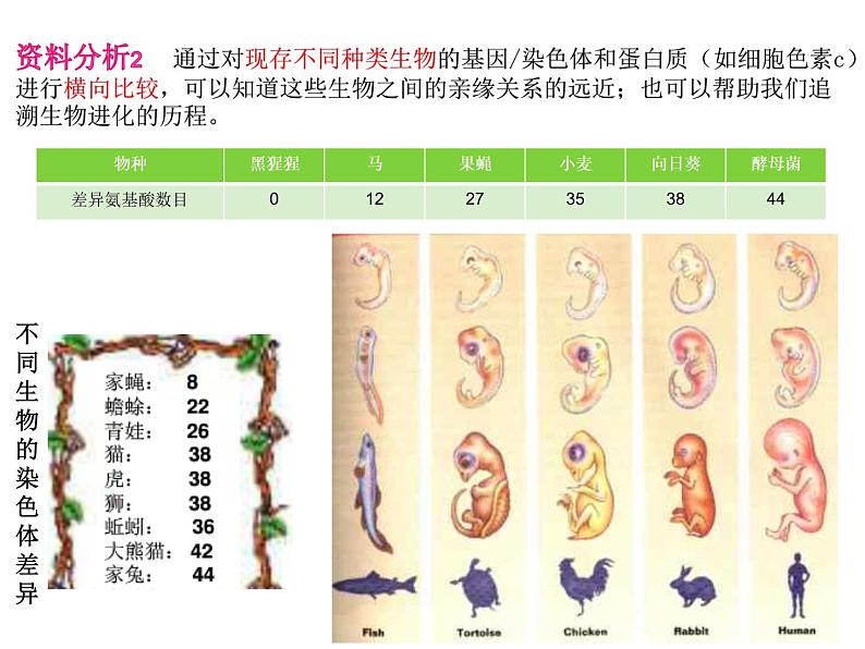 人教版八下生物  7.3.2生物进化的历程 课件07