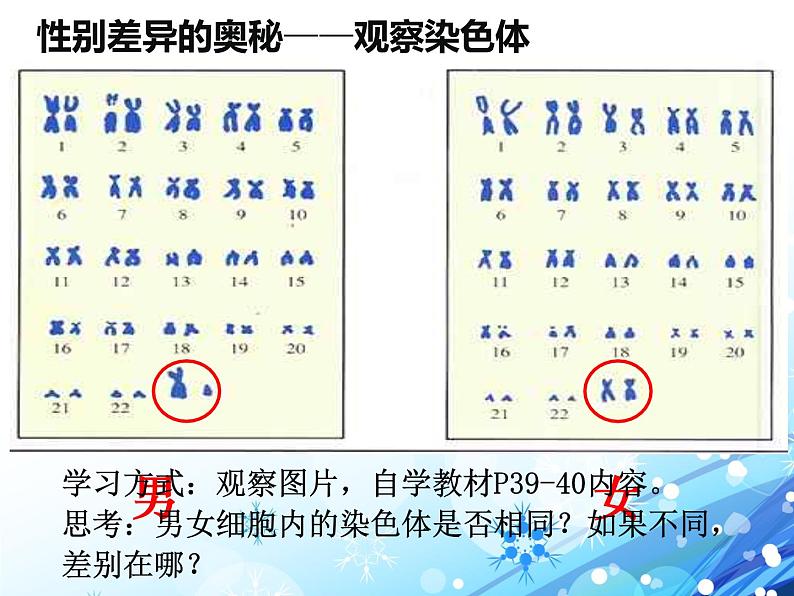 人教版八下生物  7.2.4人的性别遗传 课件第5页