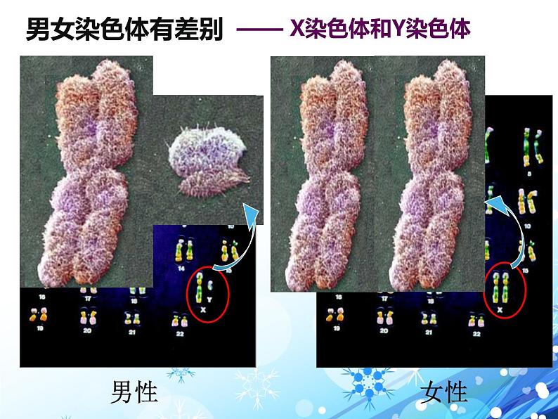 人教版八下生物  7.2.4人的性别遗传 课件第6页