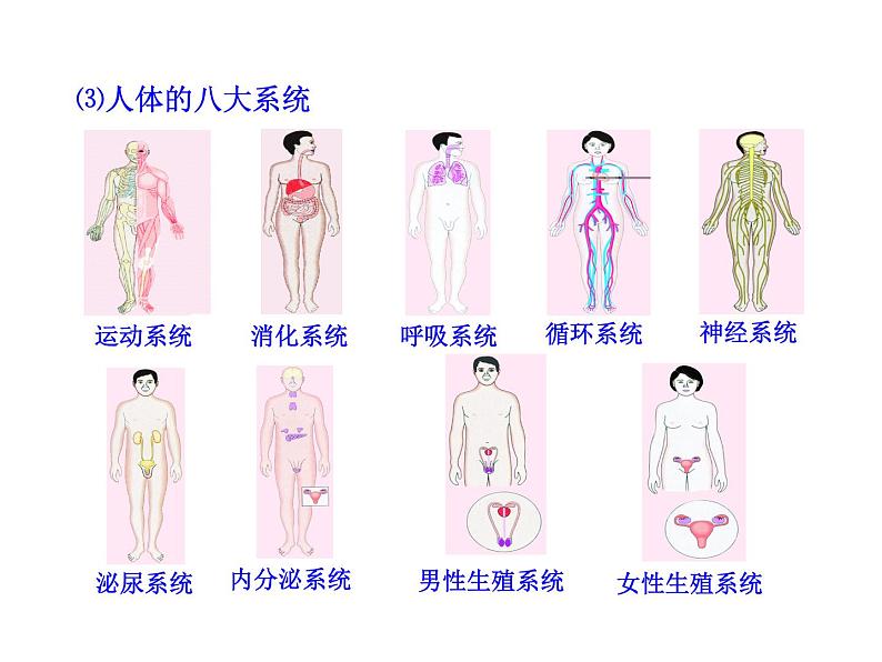 苏教版七下生物 8.3人体概述 课件05