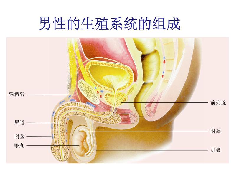 苏教版七下生物 8.2人的生长发育和青春期 课件05