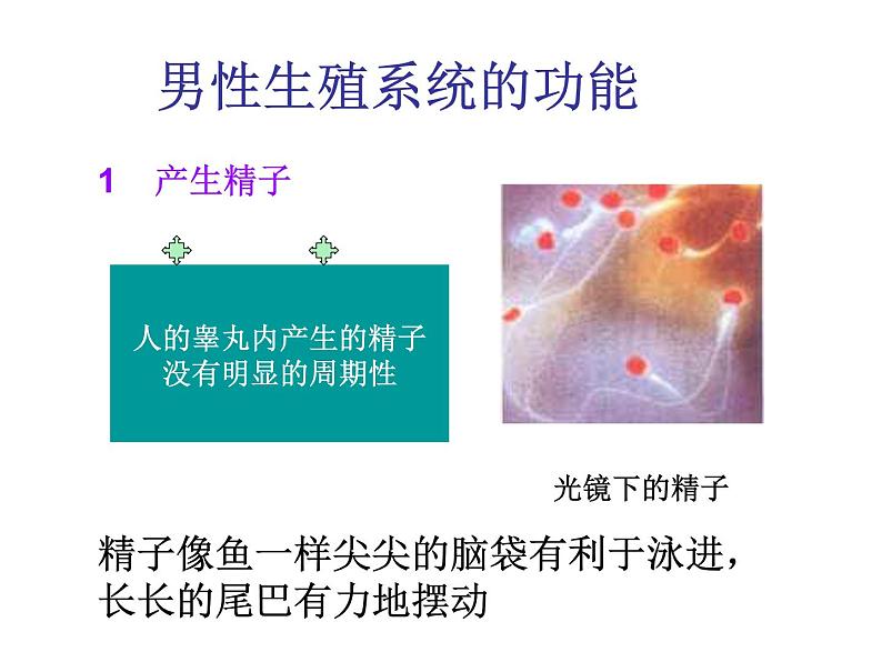 苏教版七下生物 8.2人的生长发育和青春期 课件08