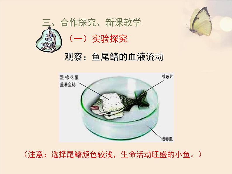 苏教版七下生物 10.2人体内的血液循环 课件04