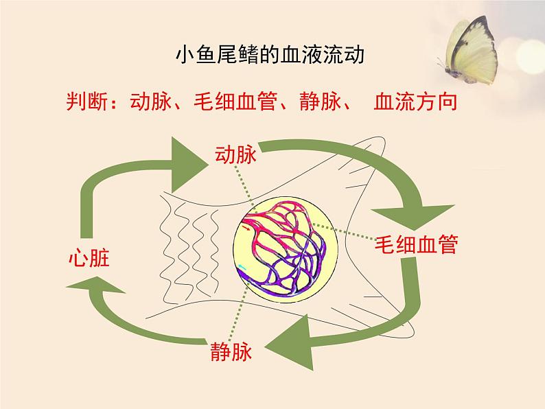 苏教版七下生物 10.2人体内的血液循环 课件05