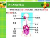 苏教版七下生物 9.2人体的消化与吸收 课件