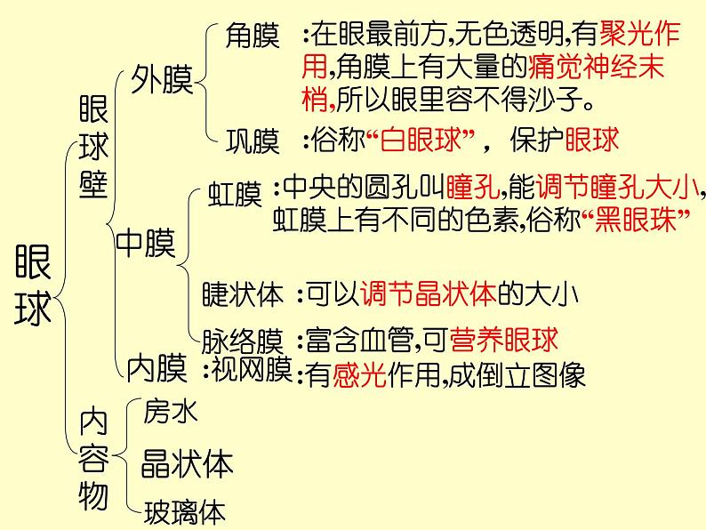 苏教版七下生物 12.3人体感知信息 课件第5页