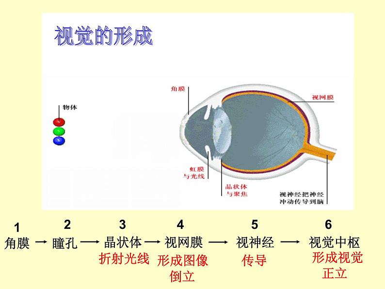 苏教版七下生物 12.3人体感知信息 课件第8页