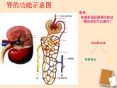 苏教版七下生物 11.2人体废物的排出 课件