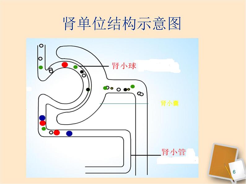 苏教版七下生物 11.2人体废物的排出 课件第6页