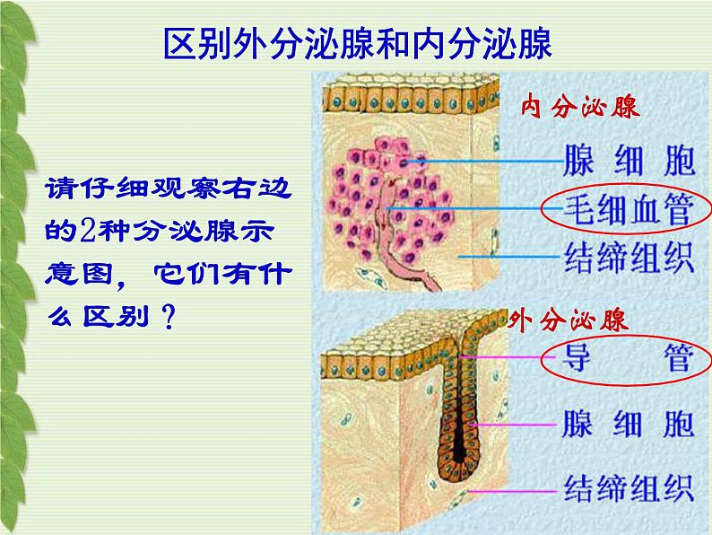 苏教版七下生物 12.1人体的激素调节 课件第4页