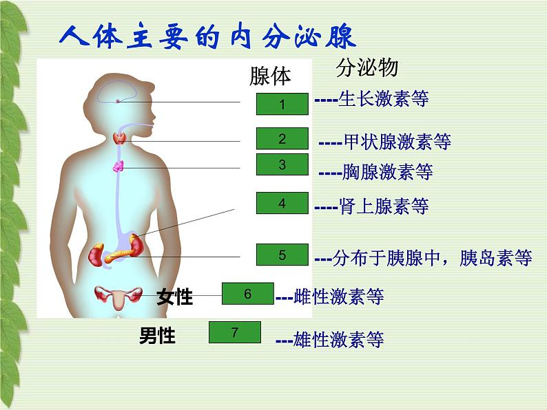 苏教版七下生物 12.1人体的激素调节 课件第7页