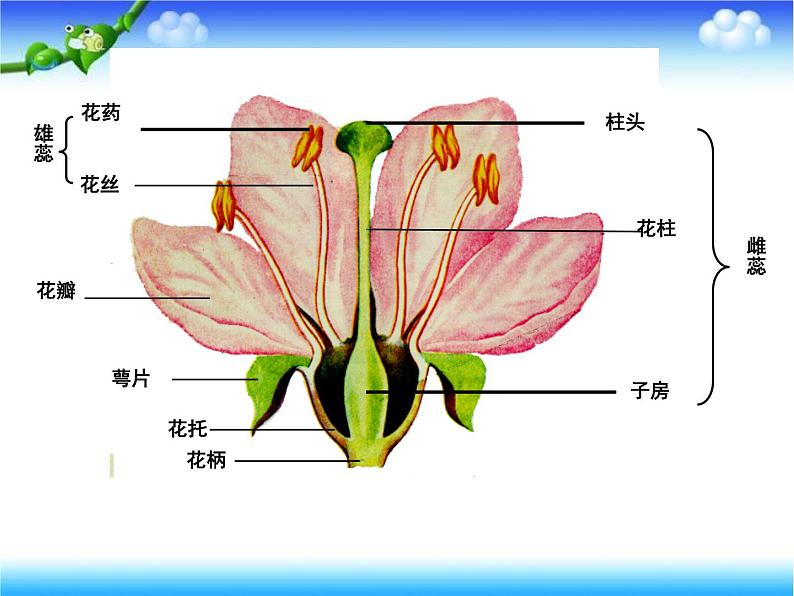 苏教版八下生物 21.1生物的无性生殖 课件03